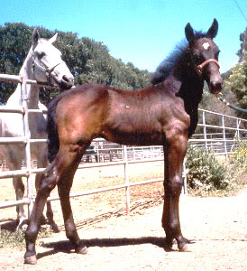 Lipizzaner Filly Foal